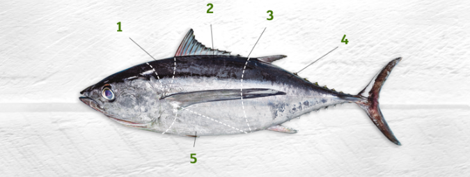 Despieze y partes del Bonito del norte