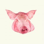 cabeza-cerdo-fresca