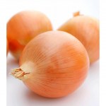 cebolla-valenciana-tardia