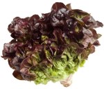 lechuga-hoja-roble